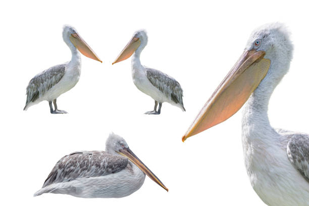 istock pink backed pelican isolated on a white background 2098289668