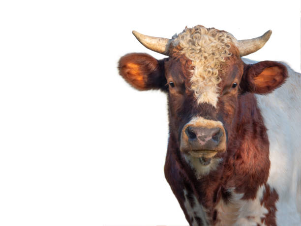 istock portrait of a bull isolated on white background 2098290171