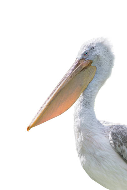 istock pink backed pelican isolated on a white background 2098290179