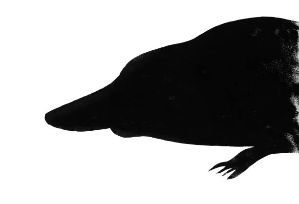 istock Silhouette of platypus drawn by hand on paper 2098290195