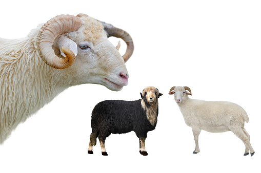 sheeps isolated on white background
