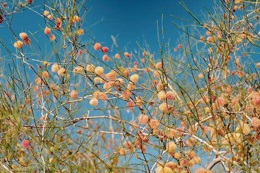 a plants species in a desert calligonum caput-medusae