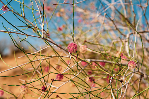 a plants species in a desert