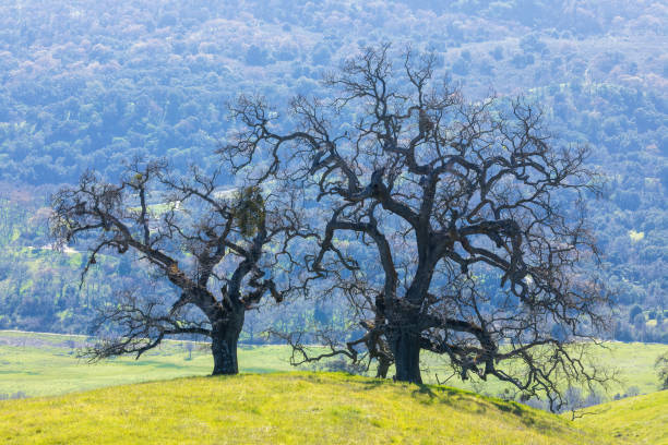 istock Oak Trees on a Hillside with Lushy Background at Springtime. 2098309773