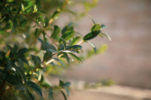a leaves in a tree that have small fruit