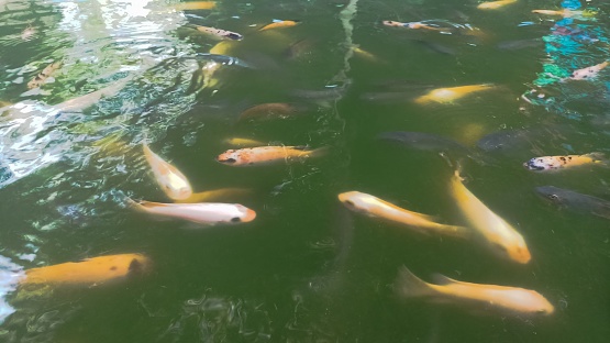 Colorful Carp Swimming in the Pond