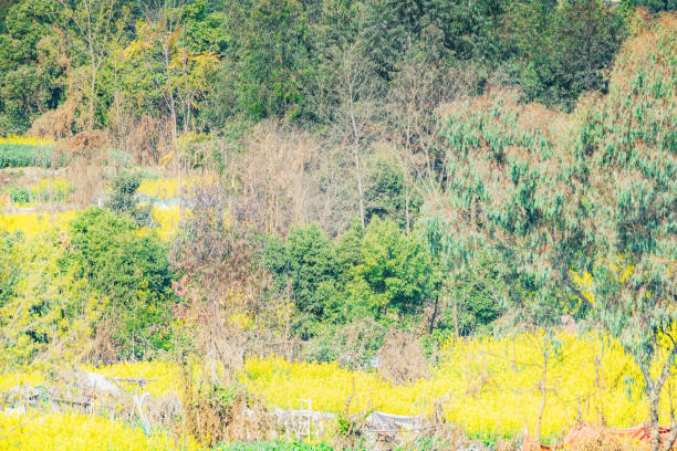 Green trees and yellow flowers on a sunny day