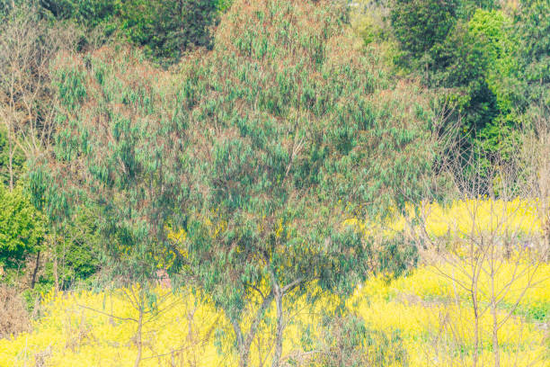 Green trees and yellow flowers on a sunny day