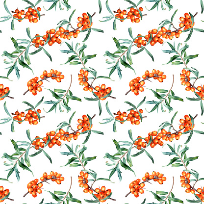 Watercolor botanical seamless pattern with medicinal plant sea buckthorn branches. Hand drawn illustration on isolated background for wrapping, wallpaper, fabric, textile.