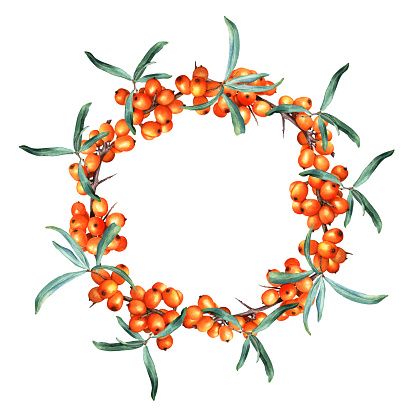 Watercolor wreath frame with sea buckthorn branches. Hand drawn botanical illustration isolated on white background. For clip art, cards, invitation, label, package.