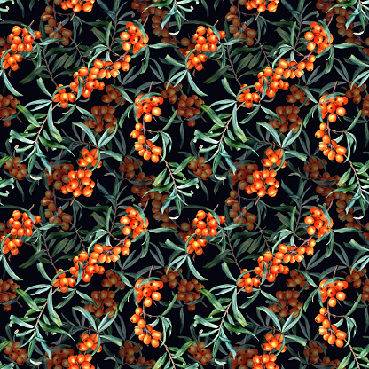 Seamless pattern with medicinal plant sea buckthorn branches. Hand drawn watercolor botanical illustration for wrapping, wallpaper, fabric, textile.
