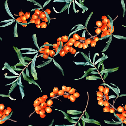 Watercolor seamless pattern with medicinal plant sea buckthorn branches. Hand drawn botanical illustration on isolated background for wrapping, wallpaper, fabric, textile
