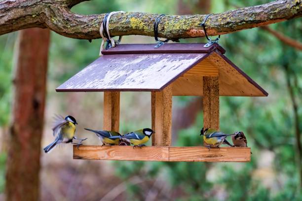 istock Bird feeder. Beautiful garden bird great tit - Parus major. Selective focus. 2098347750