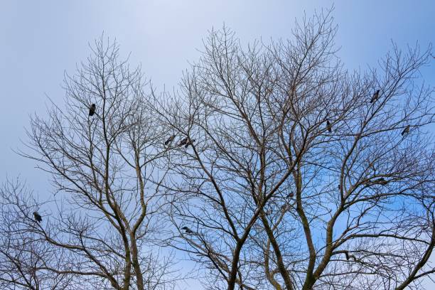 istock Crows on a tree in spring. A flock of crows on the branches. 2098347753
