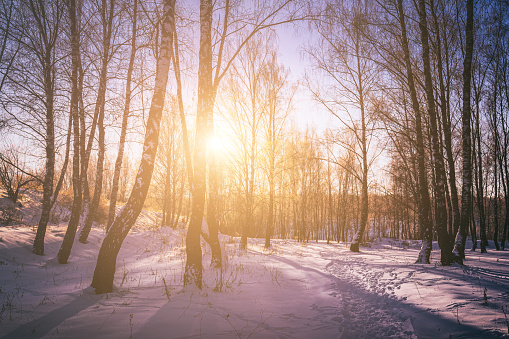 Sunset or sunrise in a birch grove with a winter snow on earth. Rows of birch trunks with the sun's rays passing through them. Vintage film aesthetic.