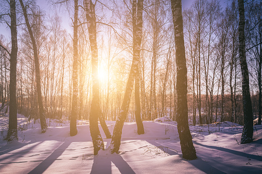 Sunset or sunrise in a birch grove with a winter snow on earth. Rows of birch trunks with the sun's rays passing through them. Vintage film aesthetic.