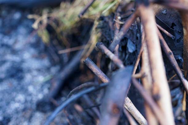 After wildfire with dust and ashes. Ash and charcoal left over from burning dry leaves