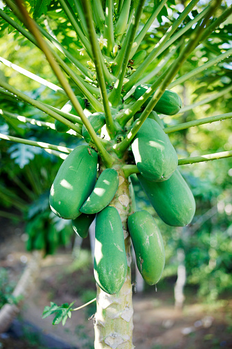 papaya fruit is still green on the tree