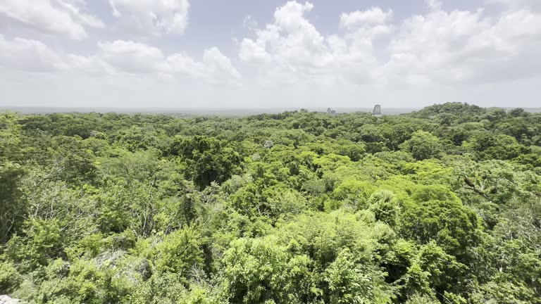 Panoramic view of Mayan ruins at Tikal National Park