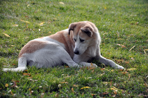 Stray dog resting on the grass. Eskisehir, Turkey. 09/16/2017