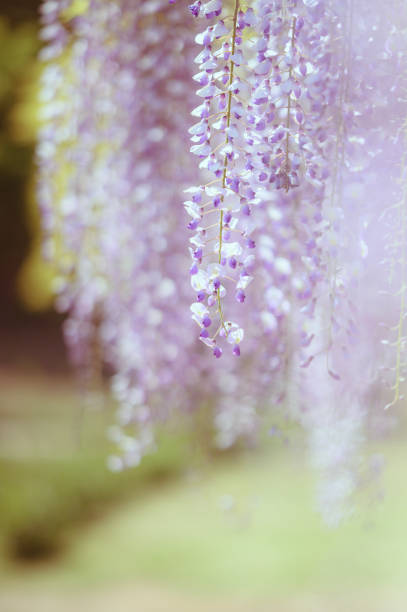 istock wisteria flower 2098383950