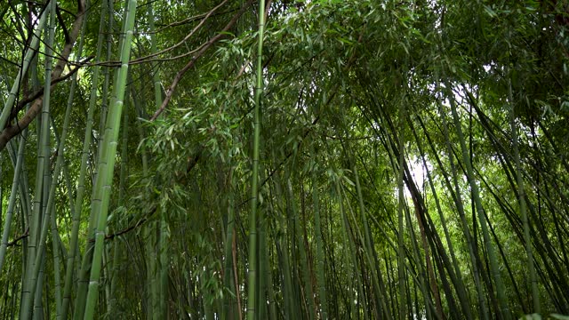 Forest of green bamboo trees