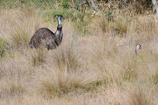 Emus in the Australian outback