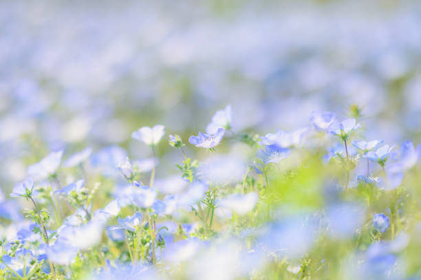 Flower in Ibaraki, Japan
