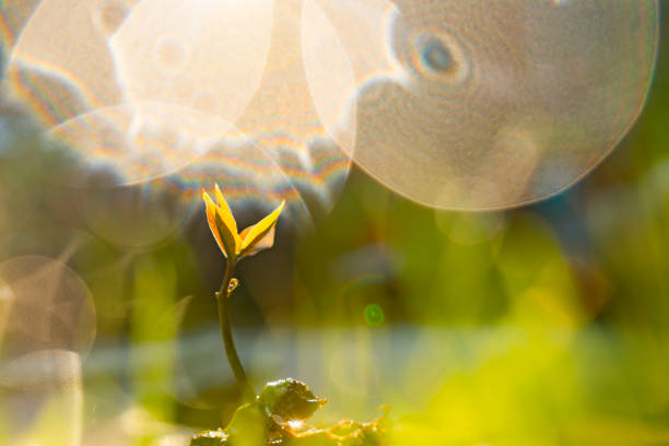 Seedlings growing in difficult nature. Hopes and challenges.