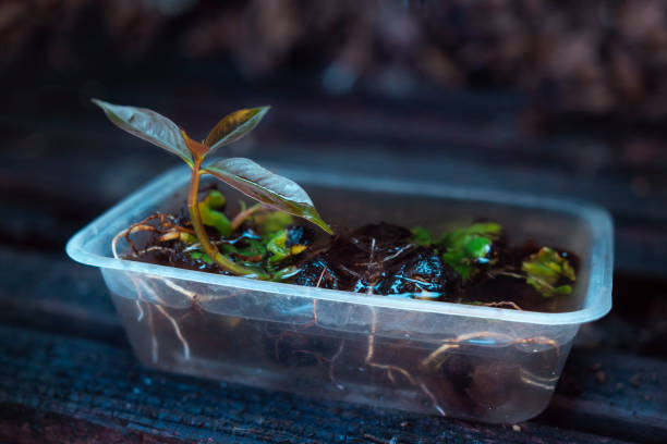 istock Seedling young plants in plastic packaging. DIY from-home garbage with Recycling to reduce waste to zero. environmental concept 2098407126