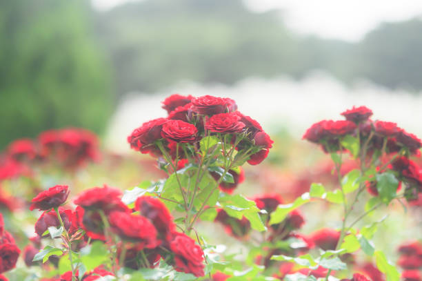 Garden Flowers in Ibaraki, Japan