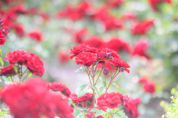 Garden Flowers in Ibaraki, Japan