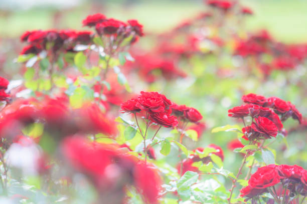 Garden Flowers in Ibaraki, Japan