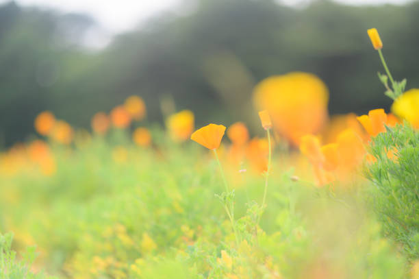 Close up of Poppy on hill side in field of poppies