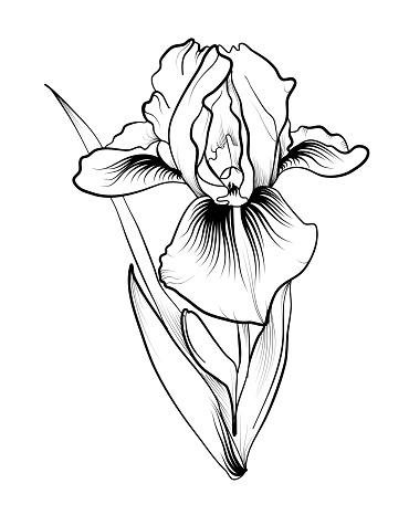iris flower pattern freehand vector