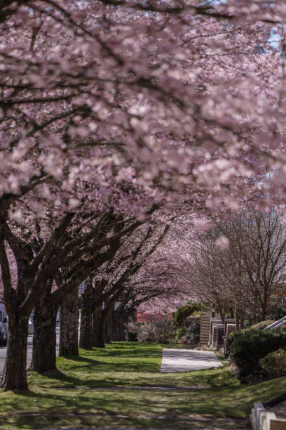 istock Cherry Blossom is here in Vancouver. 2098425726