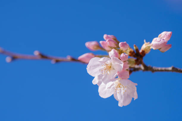 Cherry Blossom season is here.