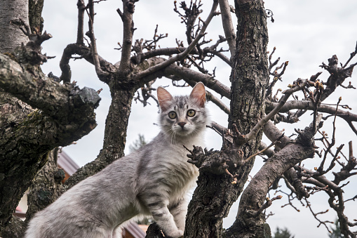 Young curious female cat is climbing tree in house garden