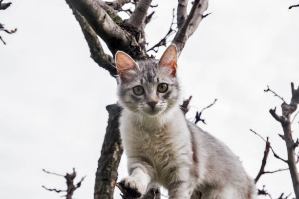 Young curious female cat is climbing tree in house garden