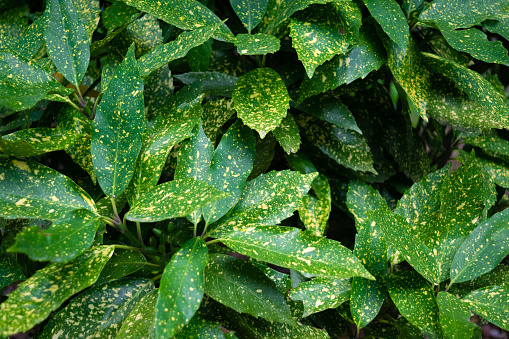 Aucuba japonica, spotted laurel, Japanese laurel, Japanese aucuba, gold dust plant. Beautiful leaves. Green plant background.