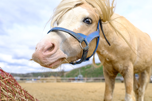 A funny Welsh pony close-up.