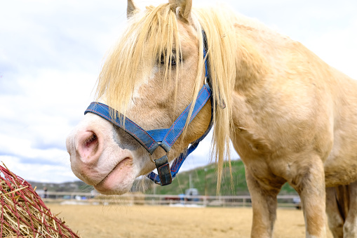 A funny Welsh pony close-up.