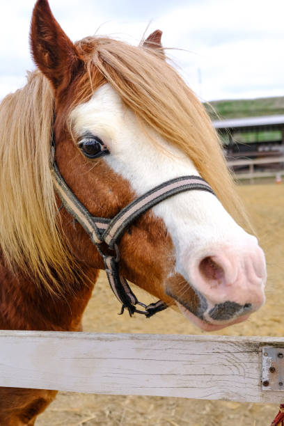 istock A funny Welsh pony close-up. 2098438138