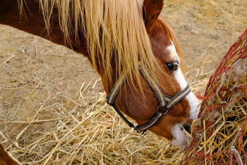 A funny Welsh pony eating hay on the farm on an early sunny morning.