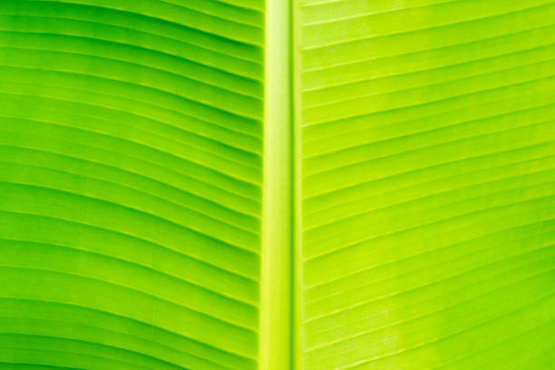 Bright large green leaf, close-up. Leaf texture. Green natural plant background. Wallpaper.