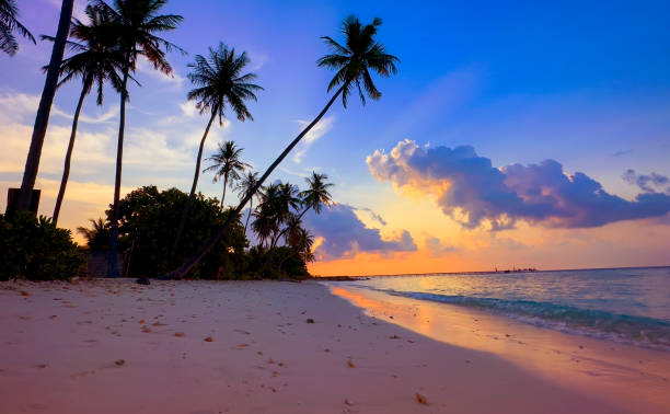 istock Banner Summer with colorful theme as palm trees background as texture frame background 2098438668