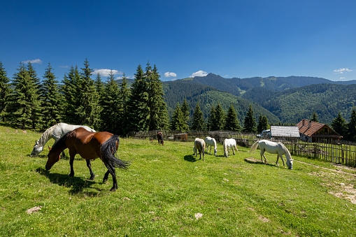 Wild Horse in the Carpathian Mountains