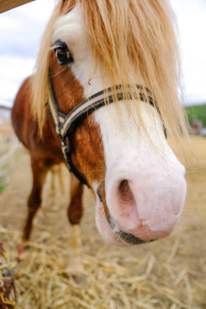 istock A funny Welsh pony close-up. 2098443427