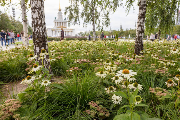 Moscow, Russia – September 09, 2023: Flowerbed with daisies among birch trees at VDNH