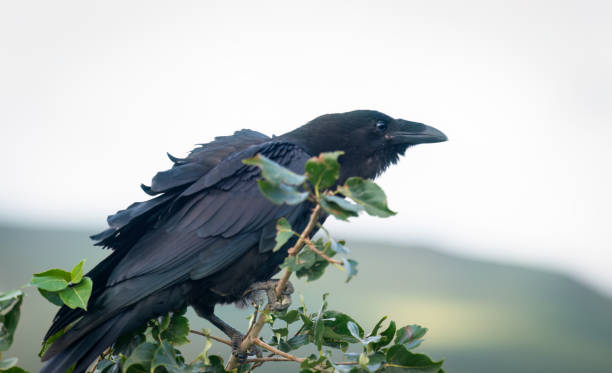 Common Raven perched on a tree branch with mountain background, Denali National Park. Alaska.